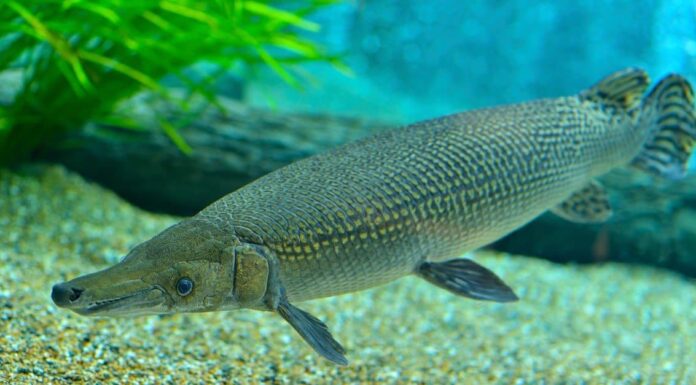 Freshwater drum are large freshwater fish