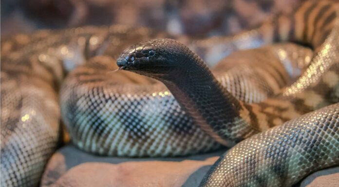 Black-Headed Python