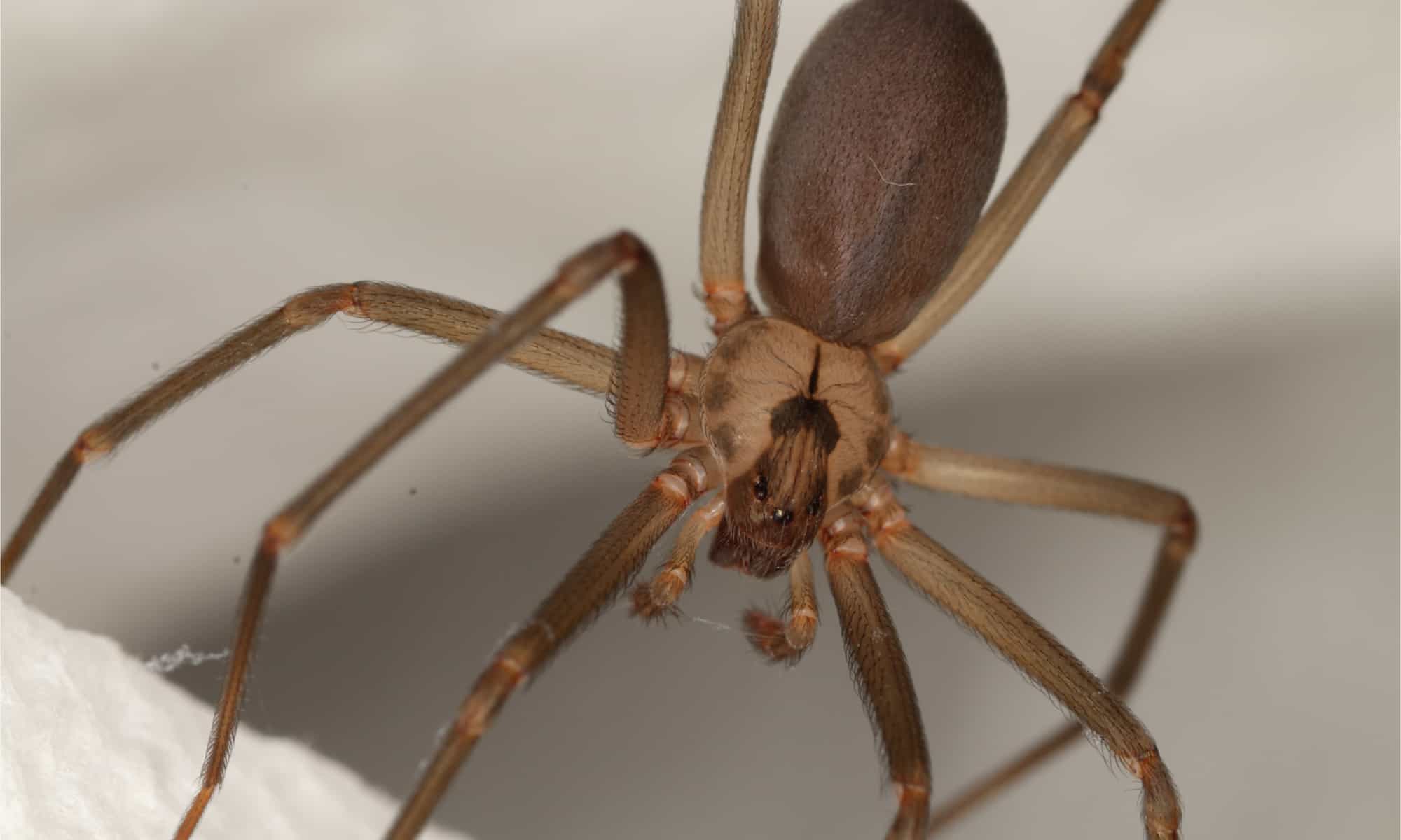 Animals With Exoskeletons-Brown Recluse