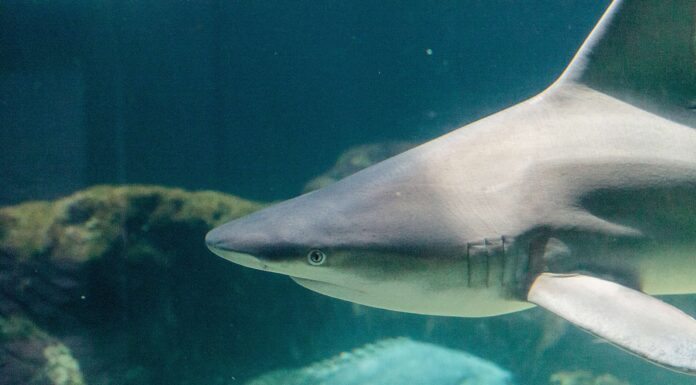 Squalo dal naso nero
