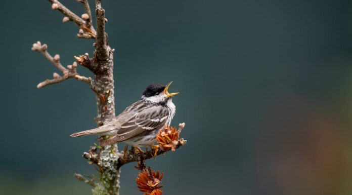 Blackpoll Warbler
