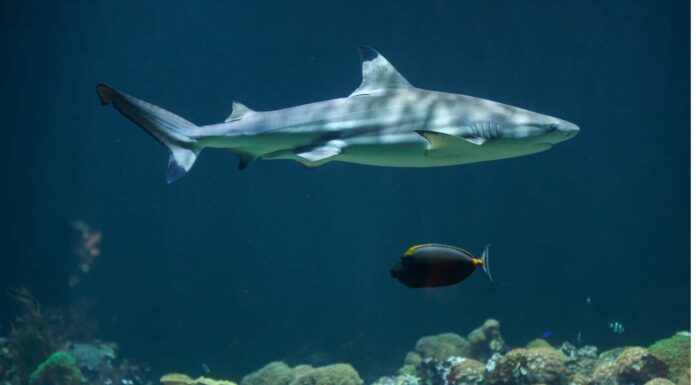 Squalo pinna nera del reef
