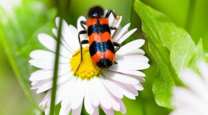 Coleottero delle vesciche
