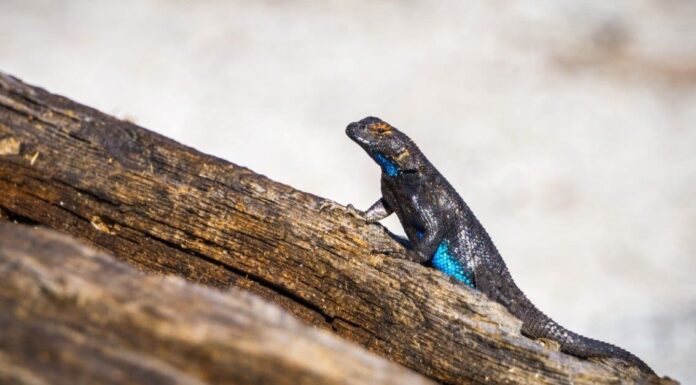 Lucertola del ventre blu
