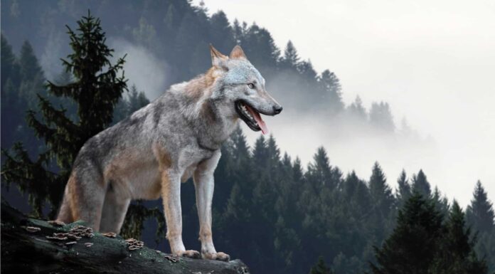 Deadliest animals in Minnesota - although venomous timber rattlesnakes only strike when they are threatened or disturbed