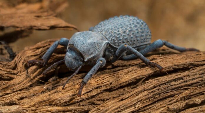 Scarabeo finto di morte blu
