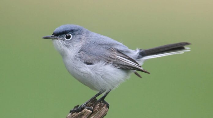 Gnatcatcher grigio blu
