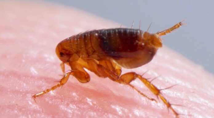 Le pulci muoiono in inverno?
