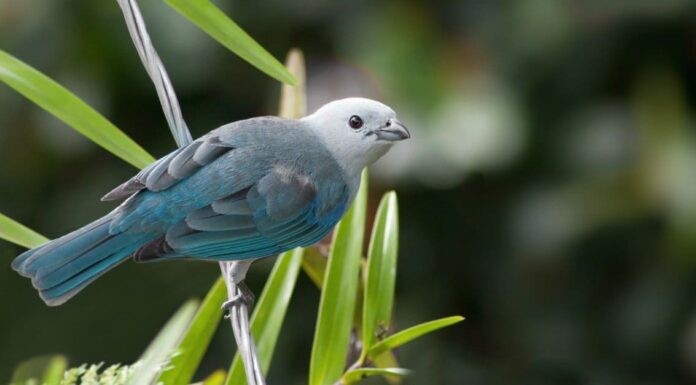 Blue Tanager (Tanager blu-grigio)
