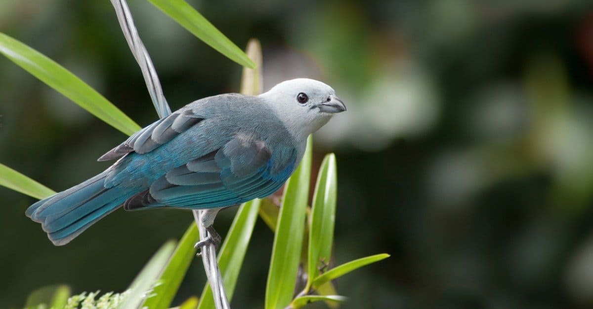 Blue Tanager (Tanager blu-grigio)