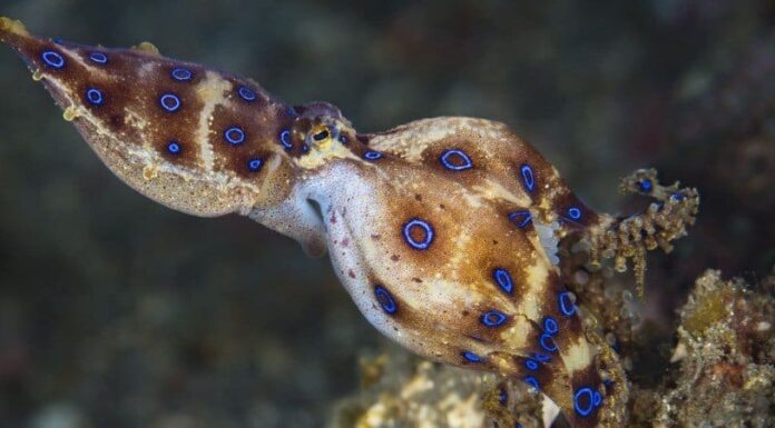 Polpo dagli anelli blu
