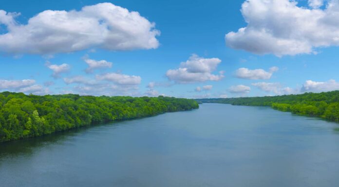 Ci sono alligatori nel fiume Mississippi?
