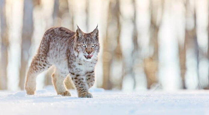 Bobcats nel Mississippi: tipi e dove vivono
