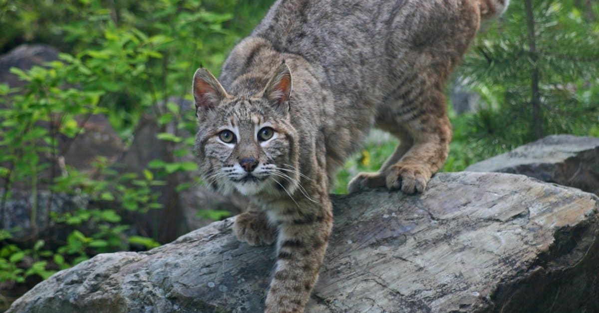 Bobcats nel New Jersey: tipi e dove vivono