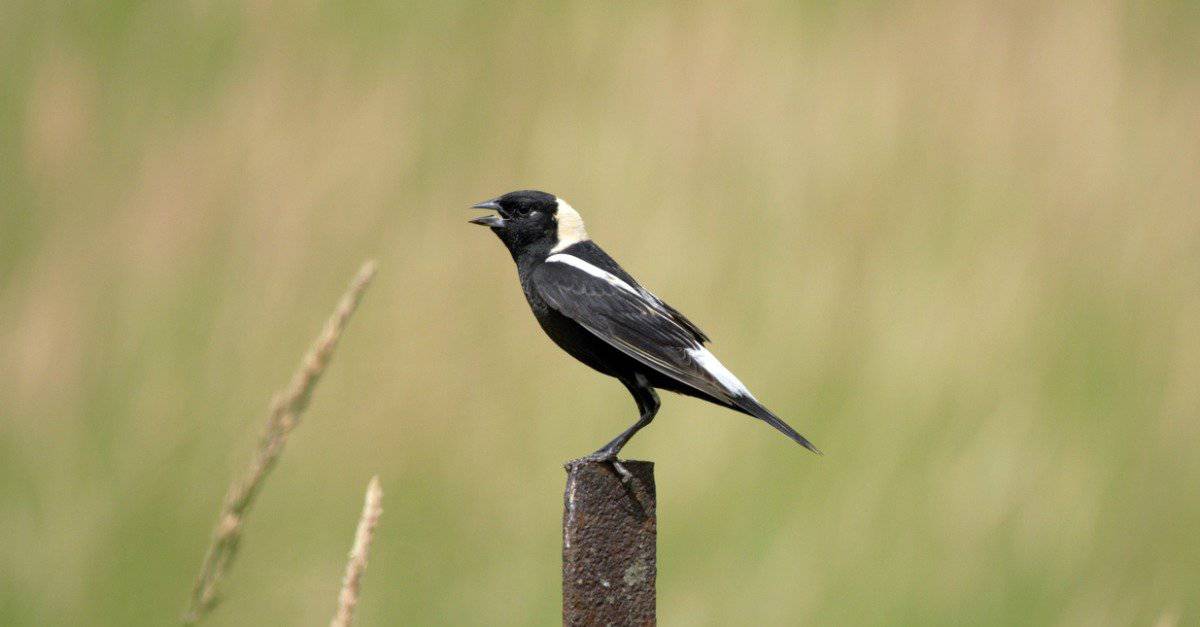 Bobolink