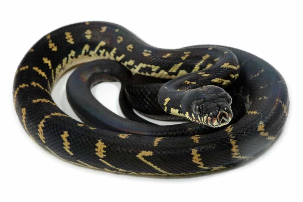 Scopri il bellissimo serpente domestico che costa più di un cavallo di razza
