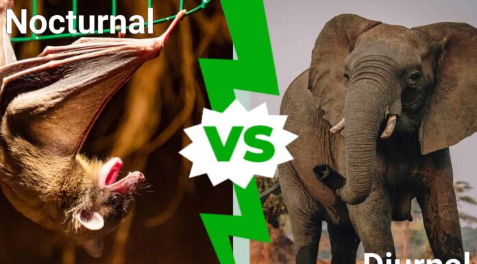 Notturno vs Diurno: qual è la differenza?
