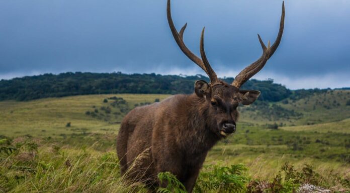 Sambar Deer vs Red Deer: quali sono le differenze?
