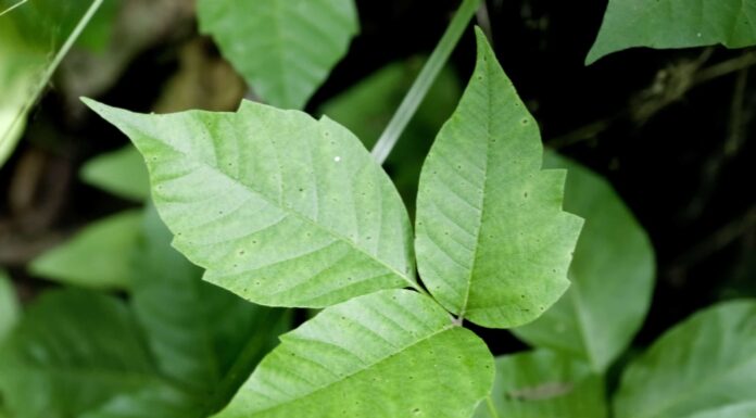 Poison Ivy vs English Ivy

