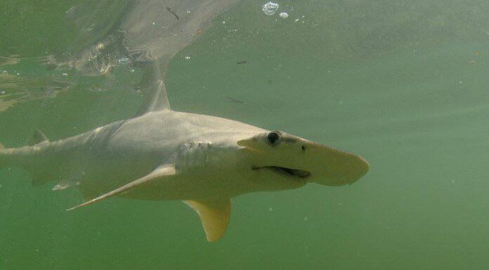 Squalo Testa di Cofano
