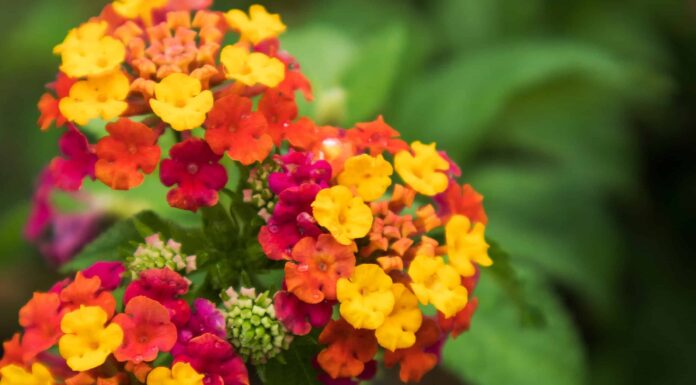 Lantana è perenne o annuale?
