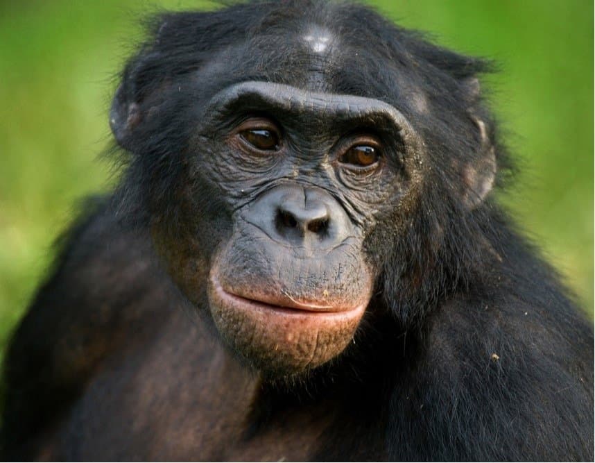 Bonobo