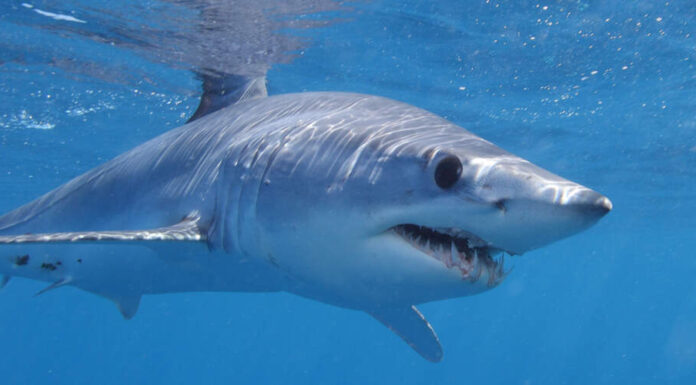 Scopri gli animali più letali del Massachusetts
