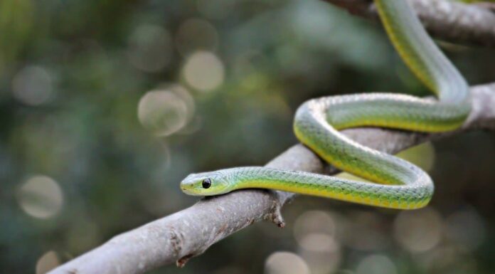 Boomslang

