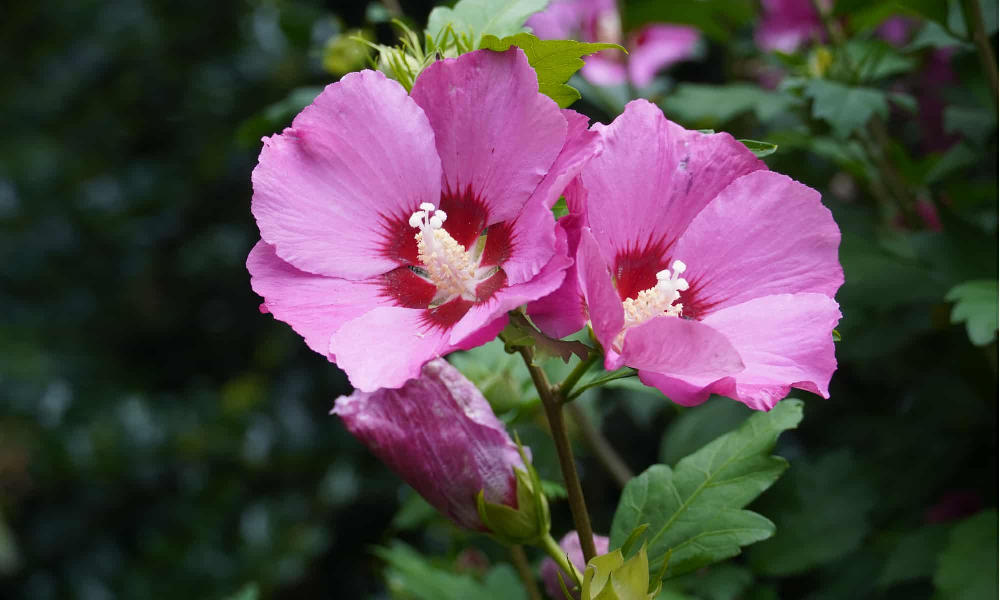 Rose of Sharon or Hardy Hibiscus