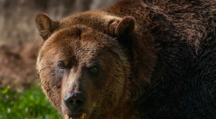 Scopri gli animali più letali dell'Idaho
