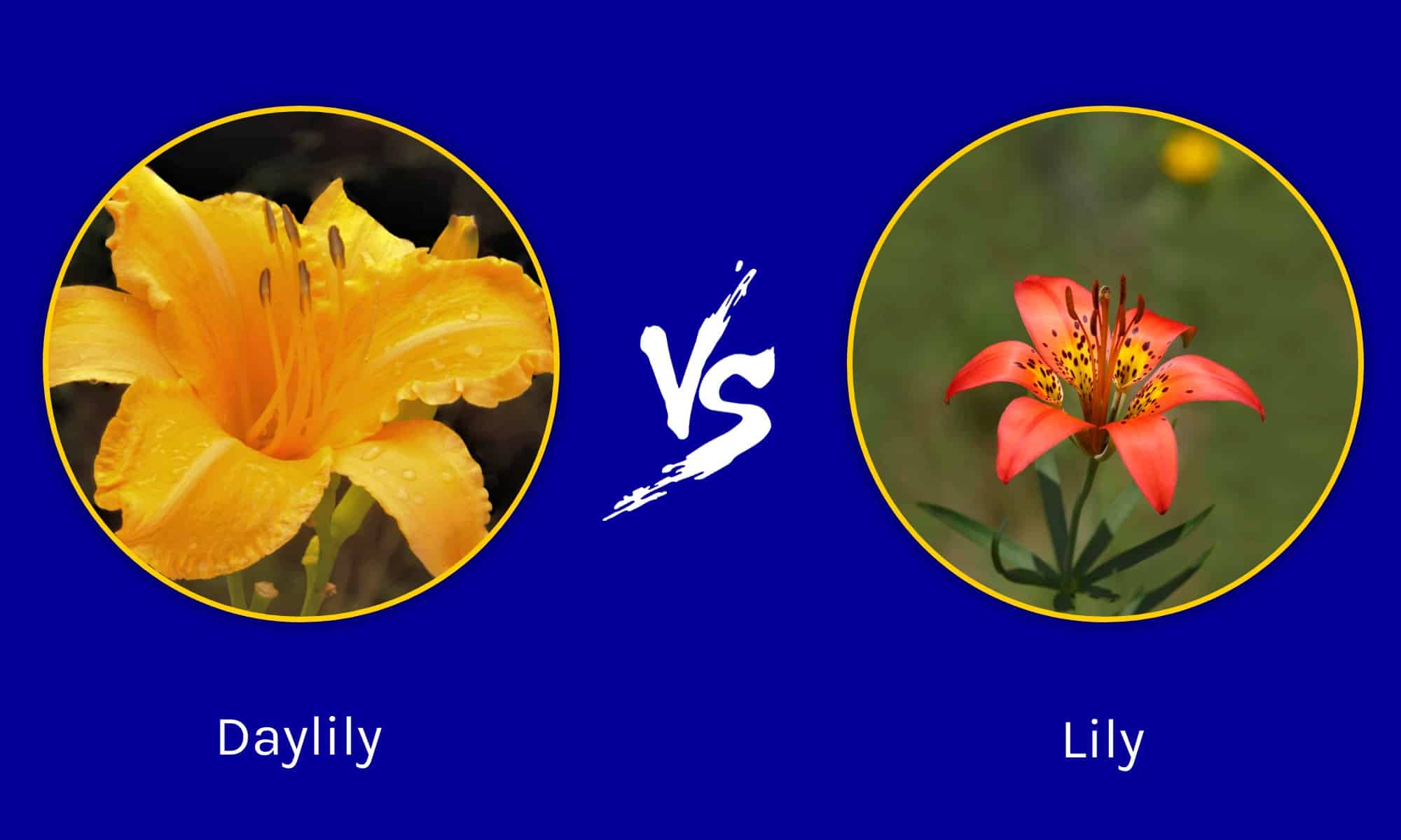 Daylily vs Lily: quali sono le loro differenze?