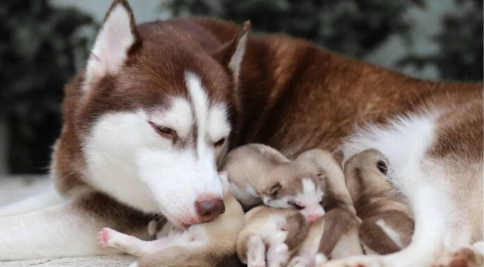 A Antibiotics for Dogs: Updated for 2022