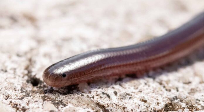 Brahminy Blind Snake