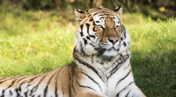 Quanto pesa ogni tipo di tigre?
