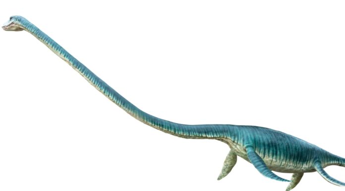 Incontra il "Signore del mare" con il collo più lungo che tu abbia mai visto
