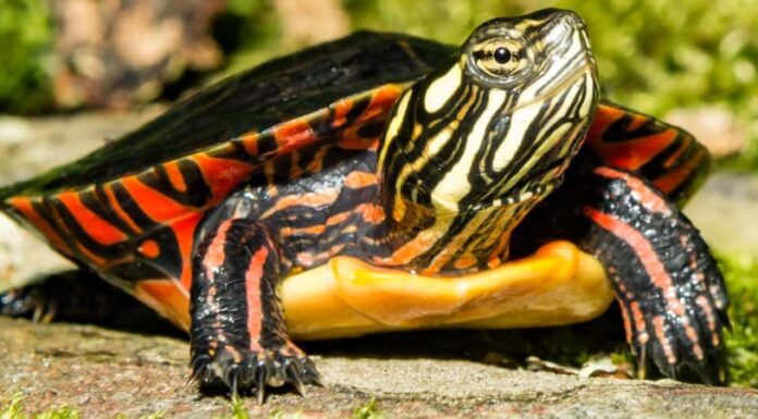 Il miglior campeggio in assoluto vicino a Pittsburgh
