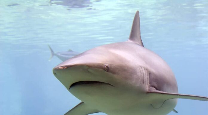 Squalo balena di bronzo
