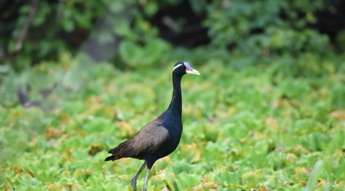 Jacana dalle ali di bronzo
