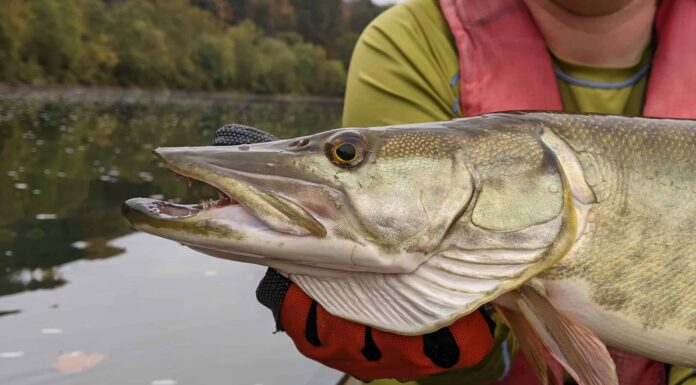  mostri marini!  I 10 pesci trofei più grandi mai catturati in Iowa
