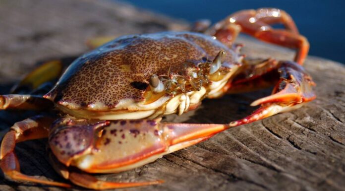 Granchio di roccia contro granchio di pietra
