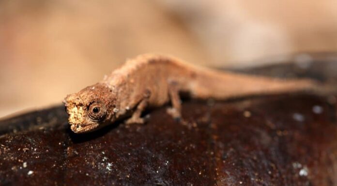 Brookesia Micra

