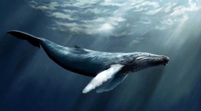 Il miglior campeggio in assoluto vicino a Boston
