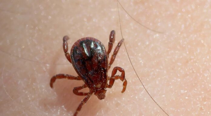 Zecca di cane marrone
