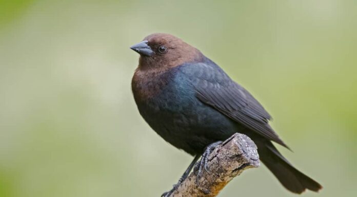 Cowbird dalla testa marrone
