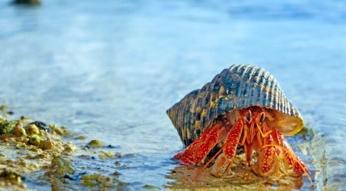 Cosa mangiano i crostacei?
