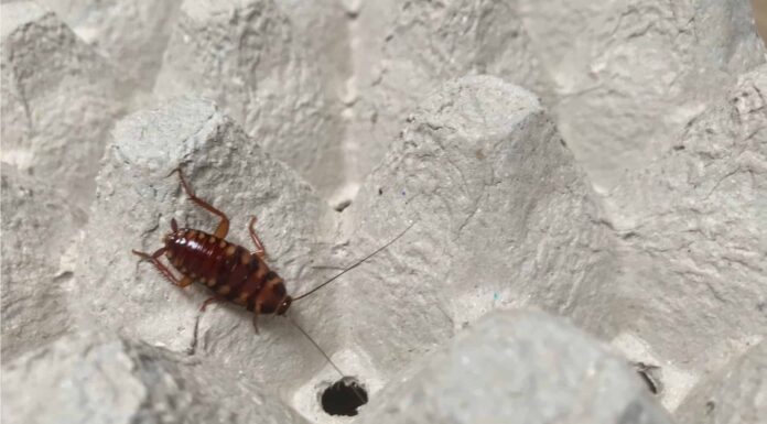 Scarafaggio dalla fascia marrone
