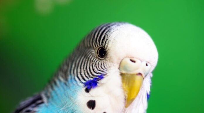 Budgerigar
