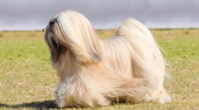 Cheerful chocolate sable colored Havanese dog is lying in the grass - Show Champion