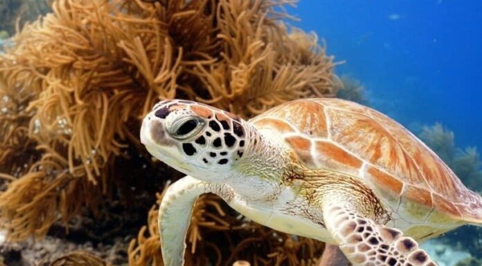 Il miglior campeggio in assoluto vicino a Corpus Christi
