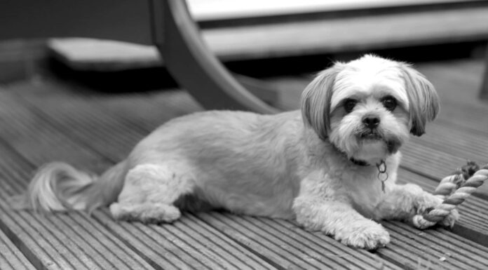 I cani hanno pelo o pelo?
